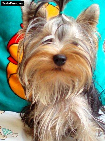Foto del perro Beba