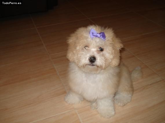 Foto del perro Cony
