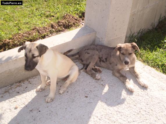 Foto del perro Lia y yako