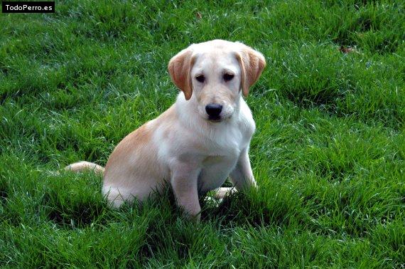 Foto del perro Rocco