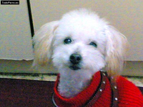 Foto del perro Jessy