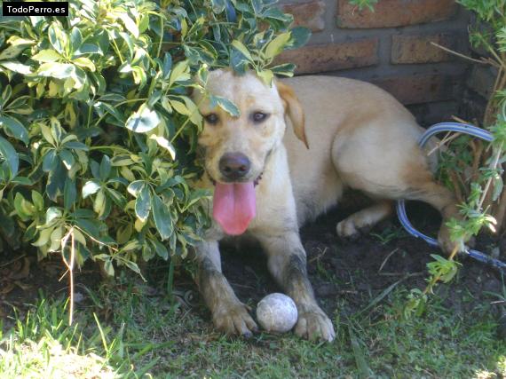 Foto del perro Bianca