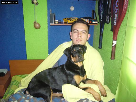 Foto del perro Max weiler