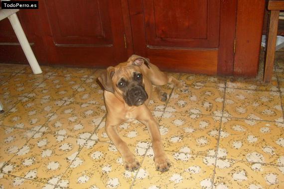 Foto del perro Sassy