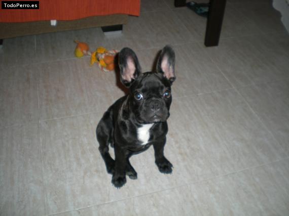 Foto del perro Blacky