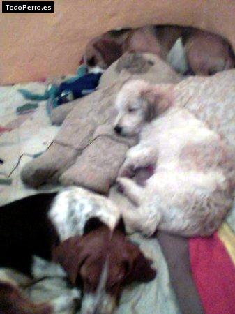 Foto del perro Tony