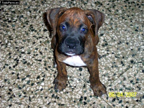 Foto del perro Tonka