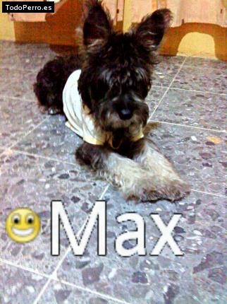 Foto del perro Max