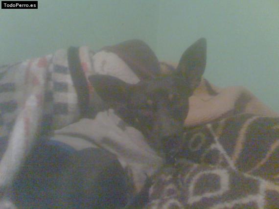 Foto del perro Chimino