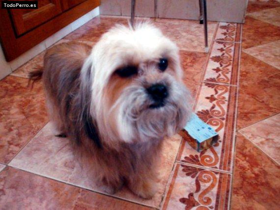 Foto del perro Cookie