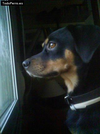 Foto del perro Ron