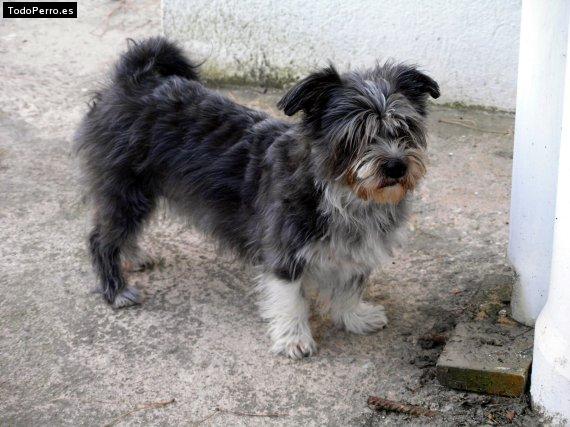 Foto del perro Nina