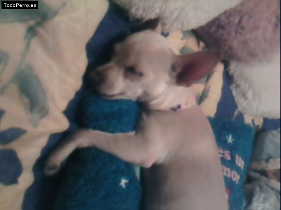 Foto del perro Chiquita