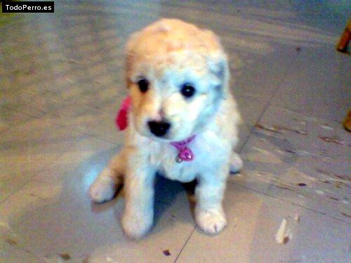 Foto del perro Buchanans