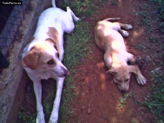 Foto del perro Neska y marvin 