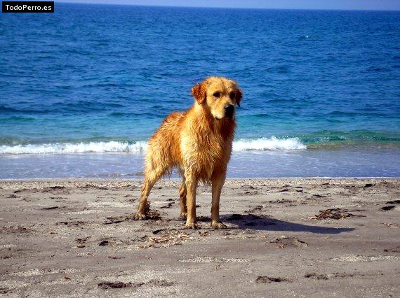 Foto del perro Beatle