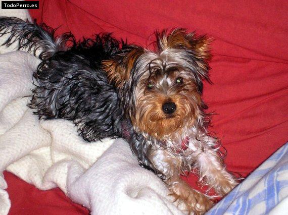 Foto del perro Terry