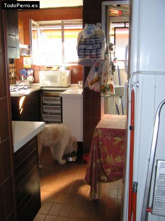 Foto del perro Candela