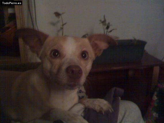 Foto del perro Chispita