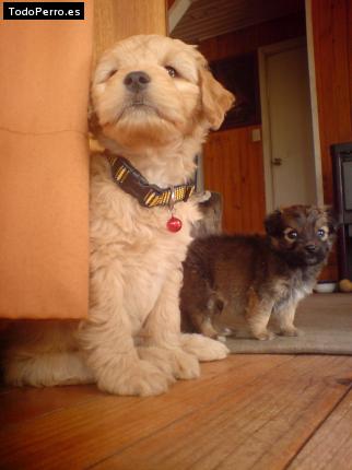 Foto del perro Oky y chica