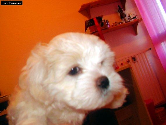 Foto del perro Cristina