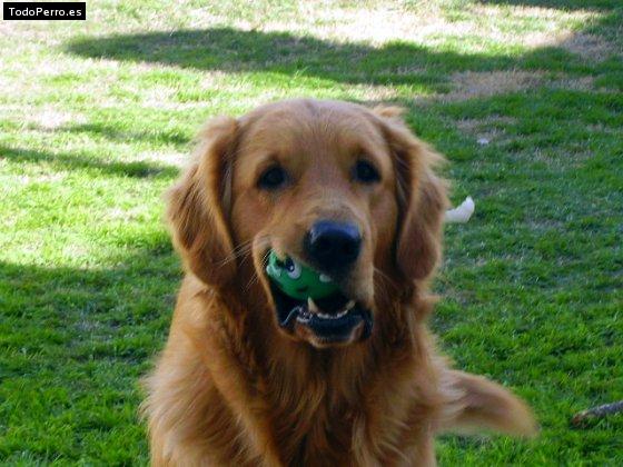 Foto del perro Clarita