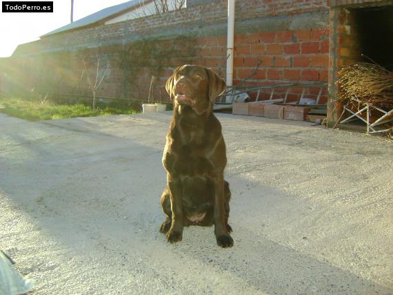 Foto del perro Danka