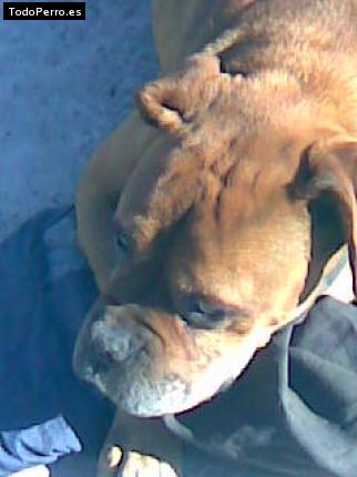 Foto del perro Chato