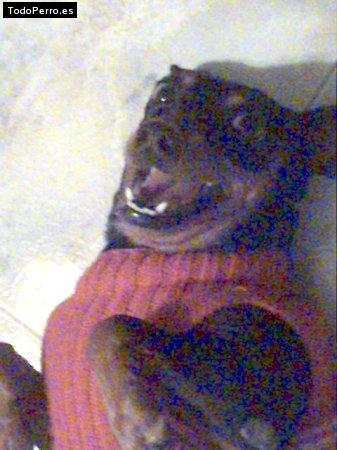 Foto del perro Taky