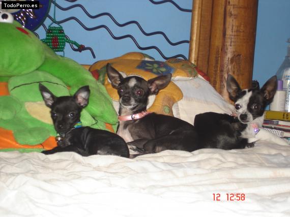 Foto del perro Dash, gunny y dydy