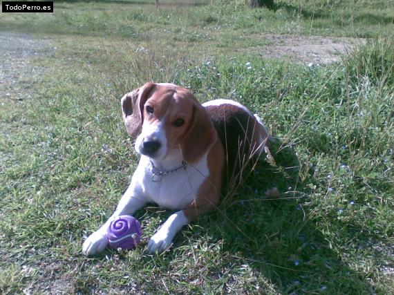 Foto del perro Cala