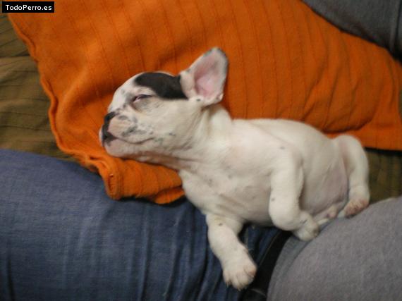 Foto del perro Chato