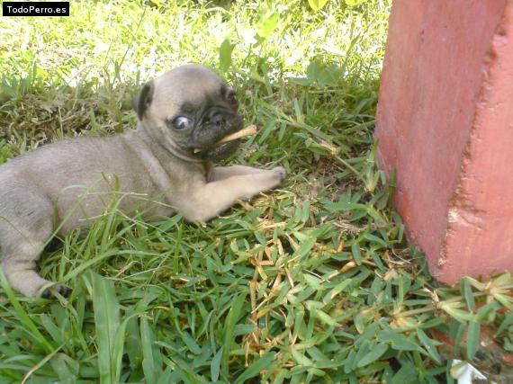 Foto del perro Salome