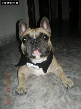 Foto del perro Tayson