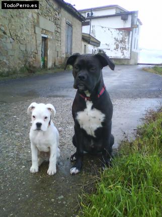 Foto del perro Nero y lucas