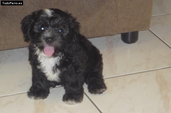 Foto del perro Chevy