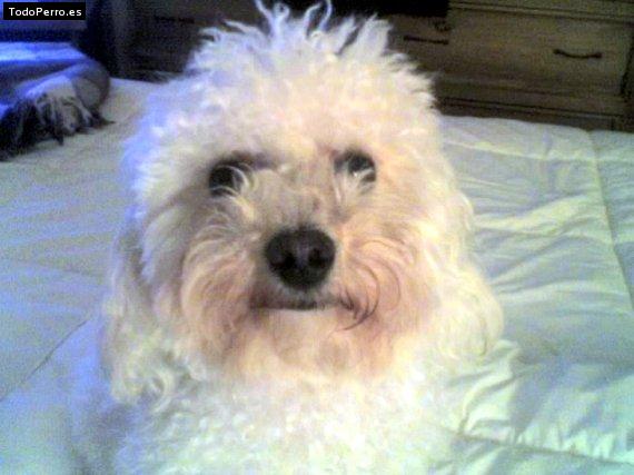 Foto del perro Nina