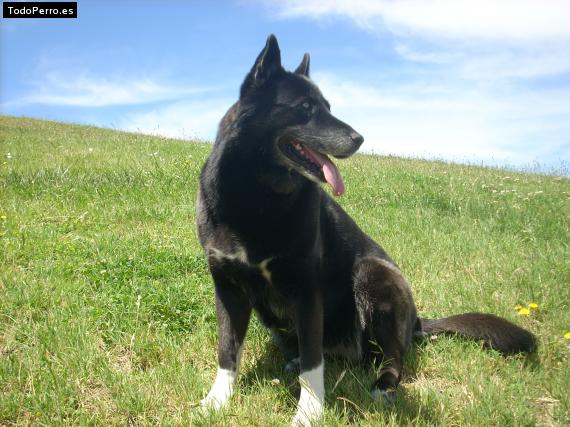 Foto del perro Ruth
