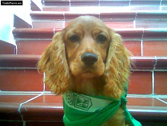Foto del perro Tabatha daniela