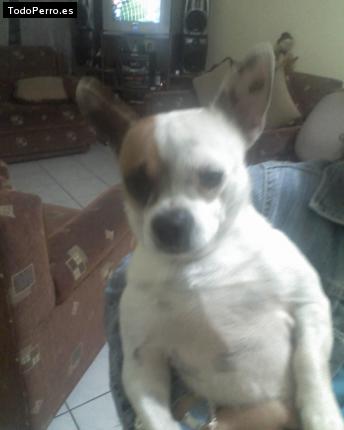 La foto del perro Chigu Foto del perro Chigu