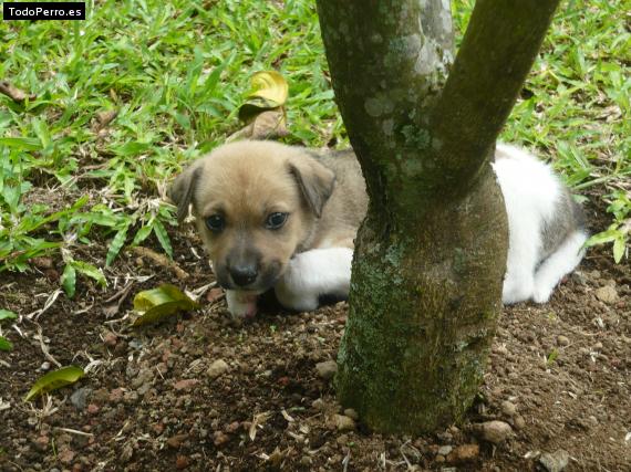 Foto del perro Rex