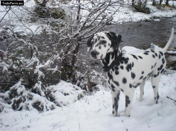 Foto del perro Lúa