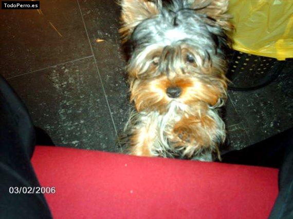 Foto del perro Cora