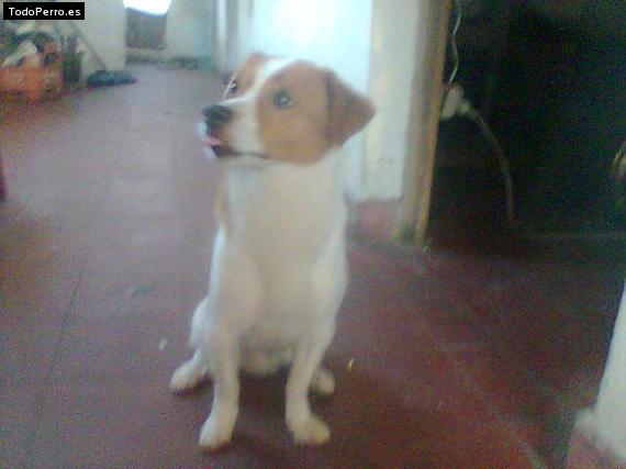 Foto del perro Boby