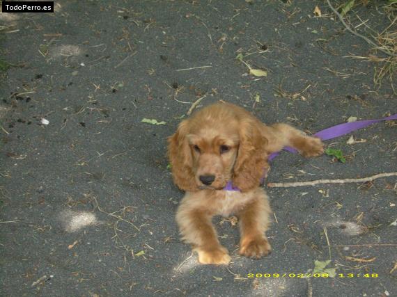 Foto del perro Rocky