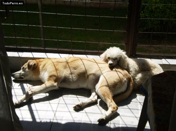 Foto del perro Morena y rubia