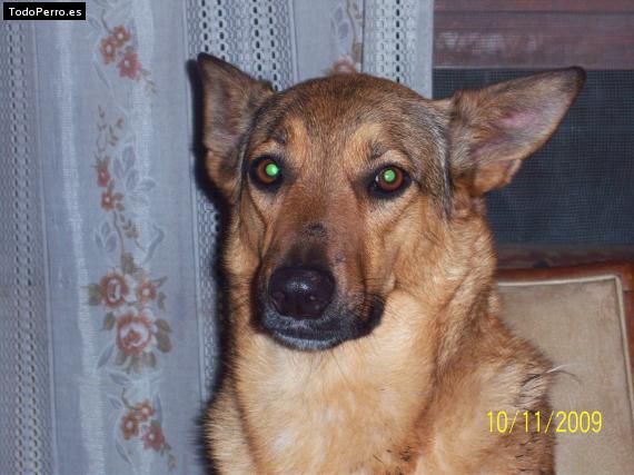 Foto del perro Cristal