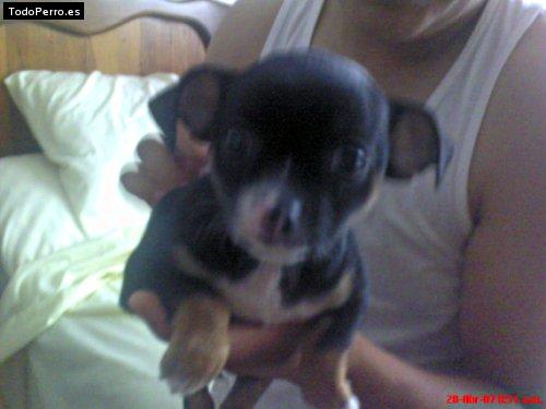 Foto del perro Bono