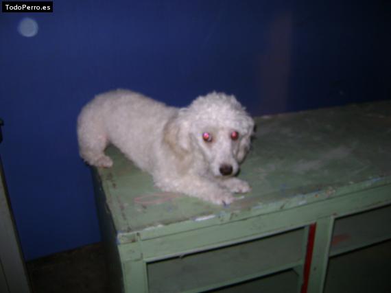 Foto del perro Candi