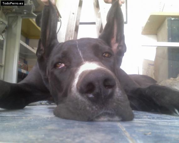 Foto del perro Hercules